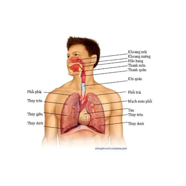 3 triệu chứng hậu COVID phổ biến trên hệ hô hấp